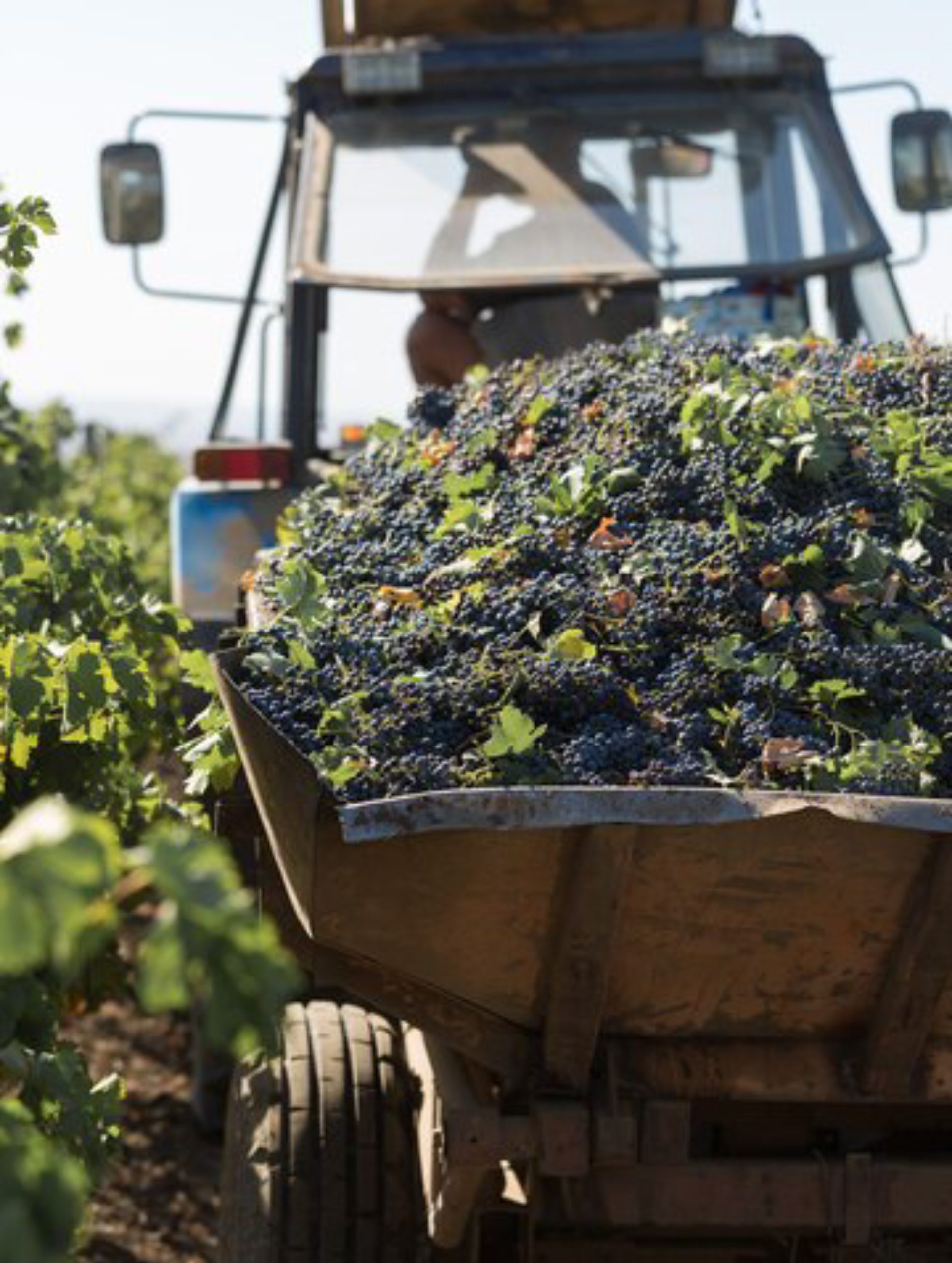 Workers harvesting grapes to create exquisite wine from natures bounty Concept Wine Harvest